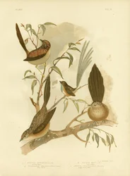 Striated Wren